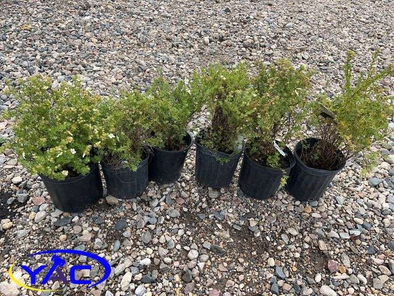 6- McKay's White Potentilla's (BUYER MUST PAY 6X THE BID PRICE)