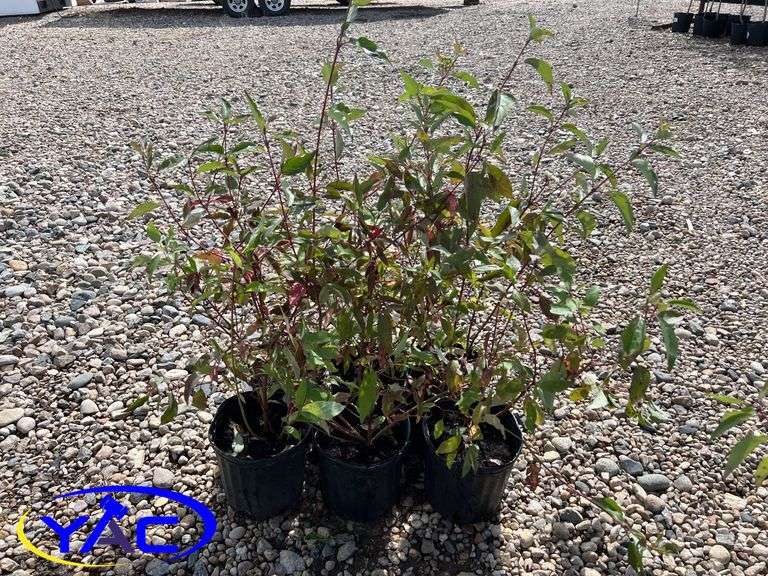 6- Red Osier Dogwood (BUYER MUST PAY 6X THE BID PRICE)