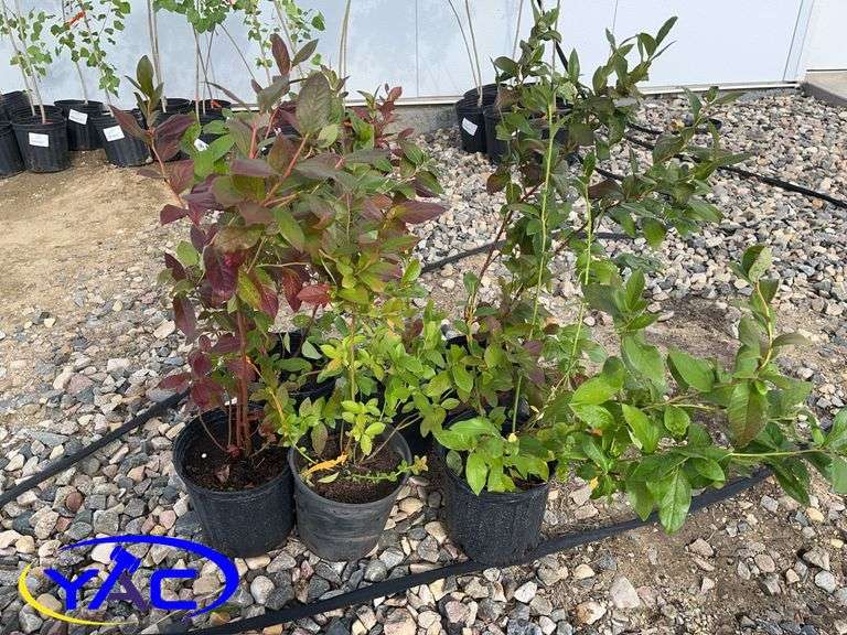 6- Patriot Blueberries (BUYER MUST PAY 6X THE BID PRICE)