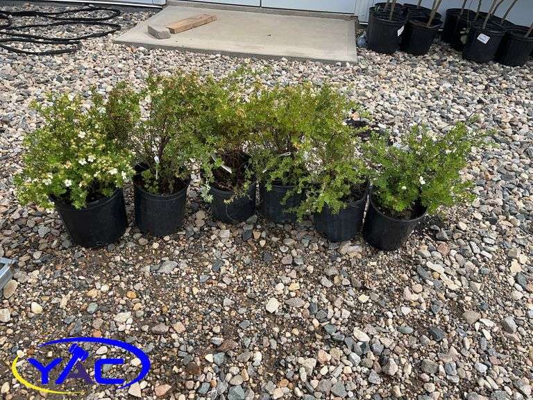 6- McKay's White Potentilla's (BUYER MUST PAY 6X THE BID PRICE)