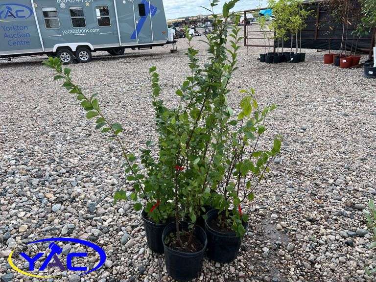 4- Nanking Cherry (BUYER MUST PAY 4X THE BID PRICE)