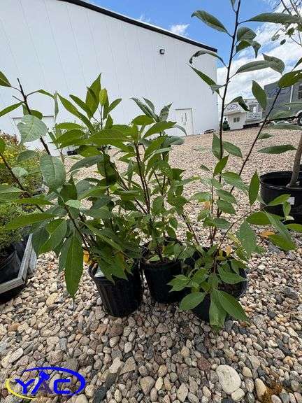 3 - Convoy Cherry Plum (BUYER MUST PAY 3X THE BID PRICE)