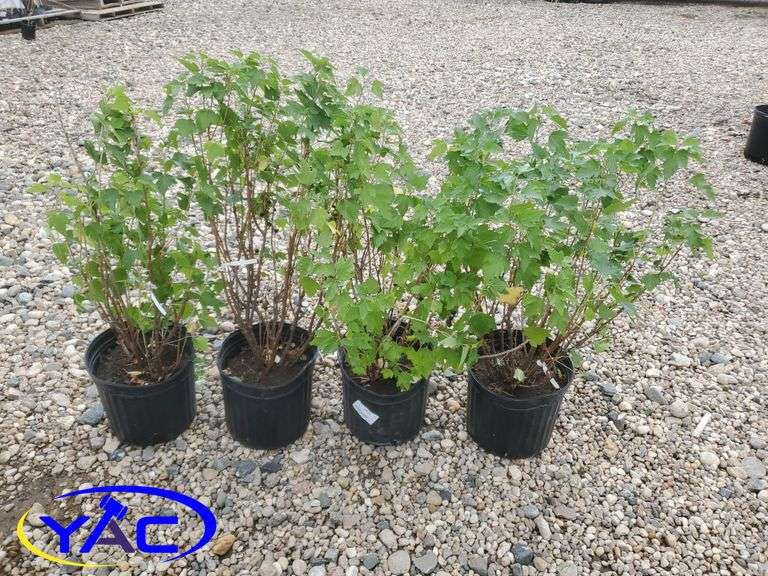 4- Black Current (BUYER MUST PAY 4X THE BID PRICE)