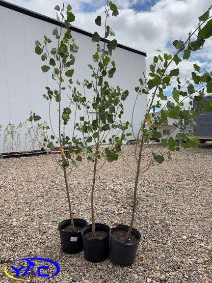 3- Sun Dancer Poplar (BUYER MUST PAY 3X THE BID PRICE)