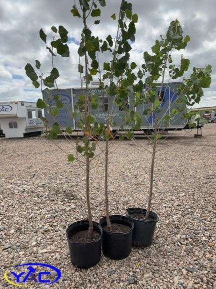 3- Sun Dancer Poplar (BUYER MUST PAY 3X THE BID PRICE)