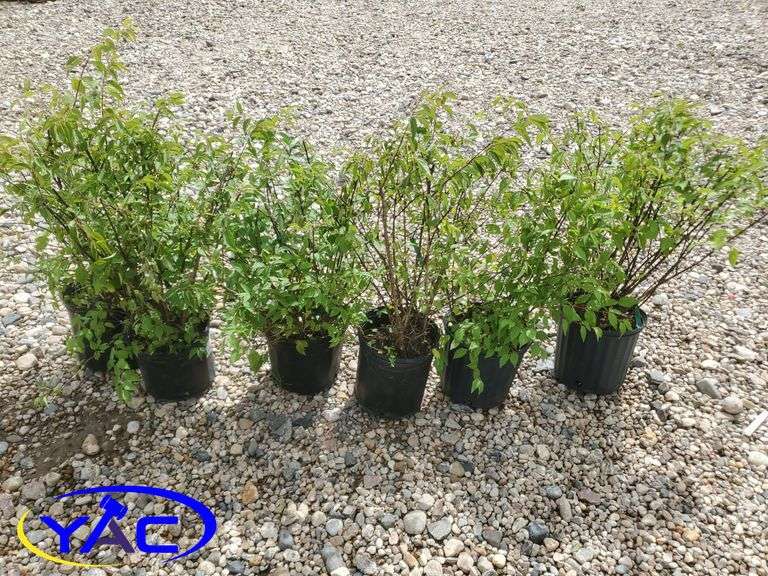 6 - Blizzard Mock Orange Shrubs (BUYER MUST PAY 6X THE BID PRICE)