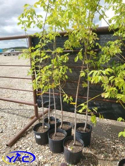 6- Manitoba Maple (BUYER MUST PAY 6X THE BID PRICE)