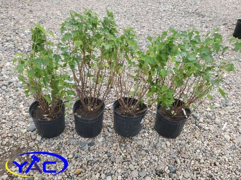 4- Black Current (BUYER MUST PAY 4X THE BID PRICE)