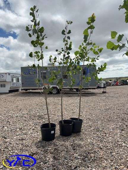 3- Sun Dancer Poplar (BUYER MUST PAY 3X THE BID PRICE)