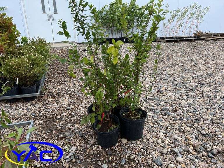 4- Nanking Cherry (BUYER MUST PAY 4X THE BID PRICE)