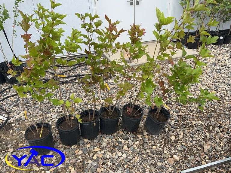 6 - Highbush Cranberry (BUYER MUST PAY 6X THE BID PRICE)