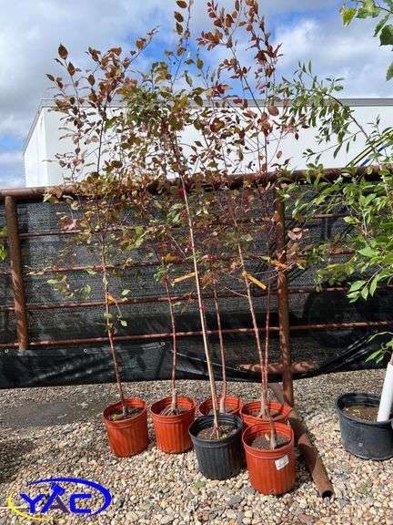6- Pink Spires Flower Crabapple (BUYER MUST PAY 6X THE BID PRICE)