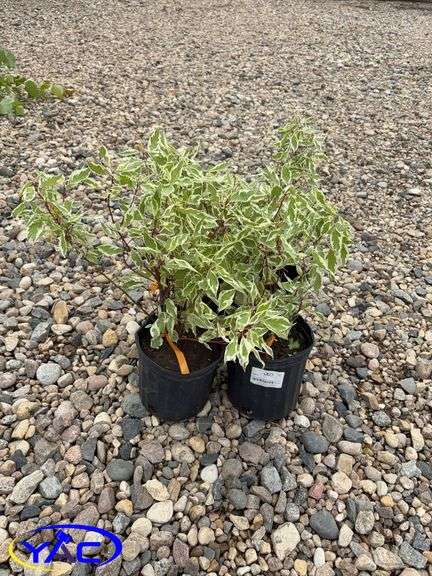 4 - Ivory Halo Dogwood (BUYER MUST PAY 4X THE BID PRICE)