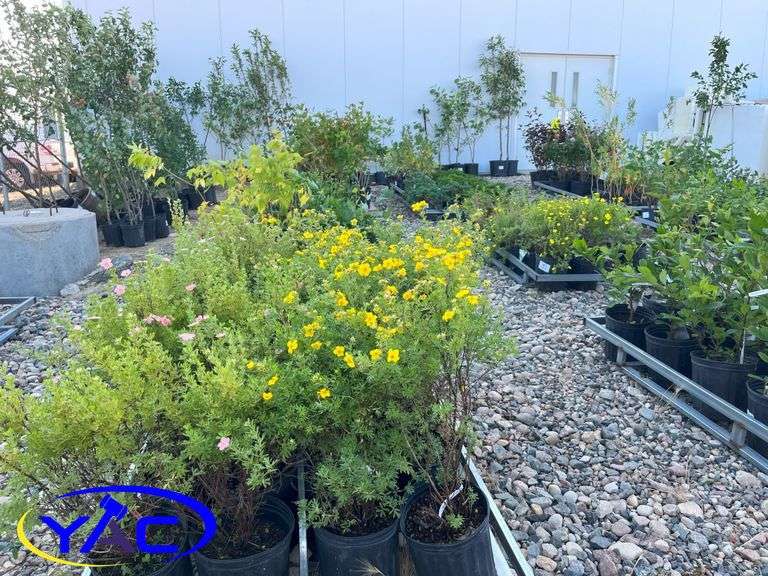 August Tree & Shrub Auction