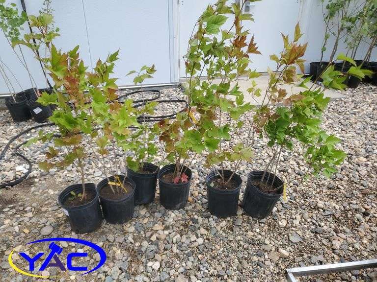 6 - Highbush Cranberry (BUYER MUST PAY 6X THE BID PRICE)