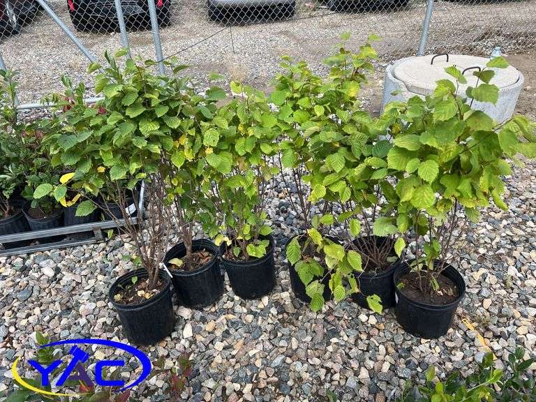 6-Hazelnut (BUYER MUST PAY 6X THE BID PRICE)