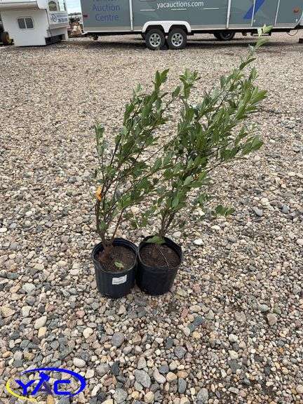 2 - D'Artagne Cherry (BUYER MUST PAY 2X THE BID PRICE)