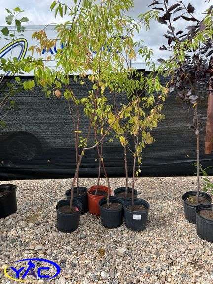 6- Pincherry (BUYER MUST PAY 6X THE BID PRICE)