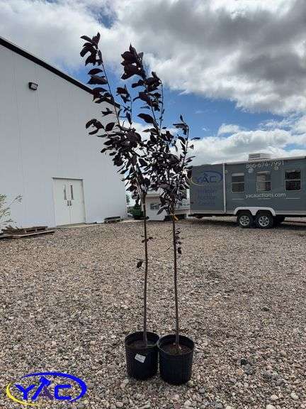 2- Mayday Tree's (BUYER MUST PAY 2X THE BID PRICE)