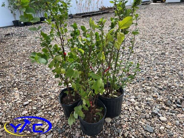 4- Nanking Cherry (BUYER MUST PAY 4X THE BID PRICE)