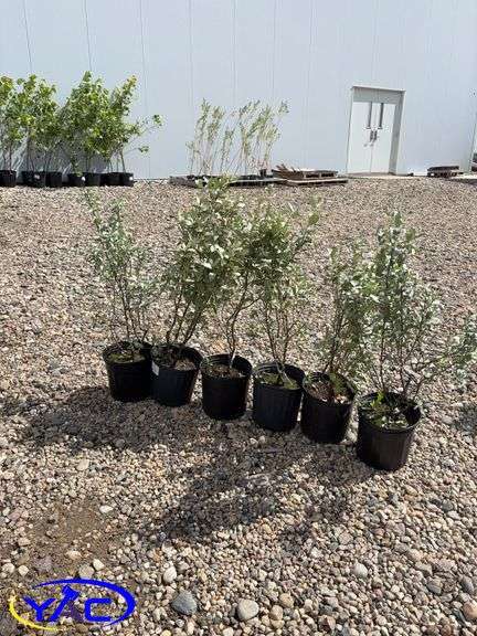 6- Wolf Willow's (BUYER MUST PAY 6X THE BID PRICE)