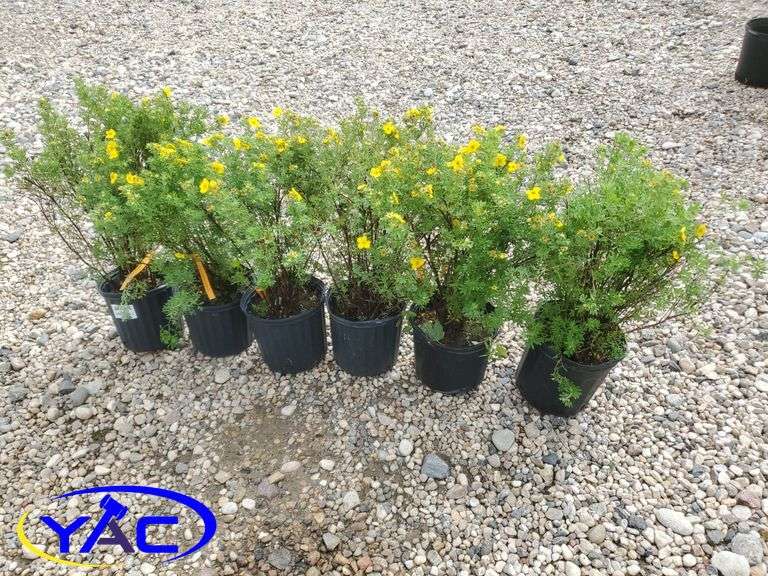 6 - Coronation Triumph Potentilla's (BUYER MUST PAY 6X THE BID PRICE)