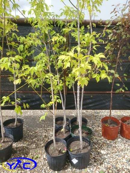 6- Manitoba Maple (BUYER MUST PAY 6X THE BID PRICE)