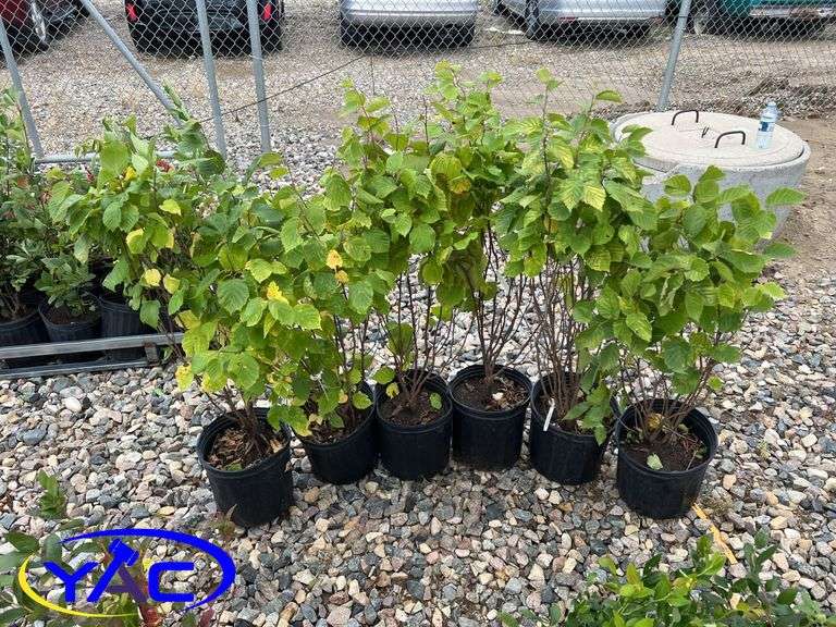 6-Hazelnut (BUYER MUST PAY 6X THE BID PRICE)
