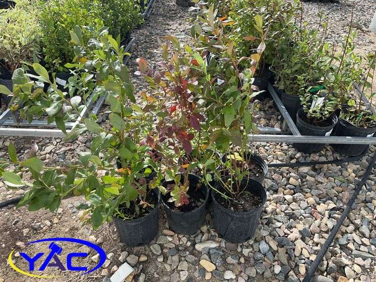 6- Patriot Blueberries (BUYER MUST PAY 6X THE BID PRICE)