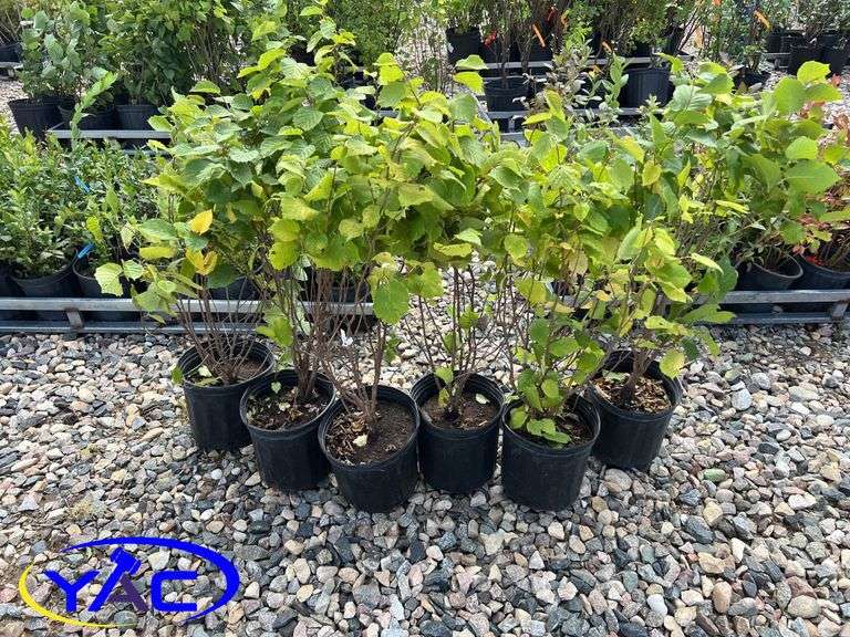 6-Hazelnut (BUYER MUST PAY 6X THE BID PRICE)