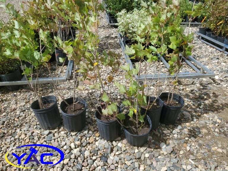 6 - Highbush Cranberry (BUYER MUST PAY 6X THE BID PRICE)