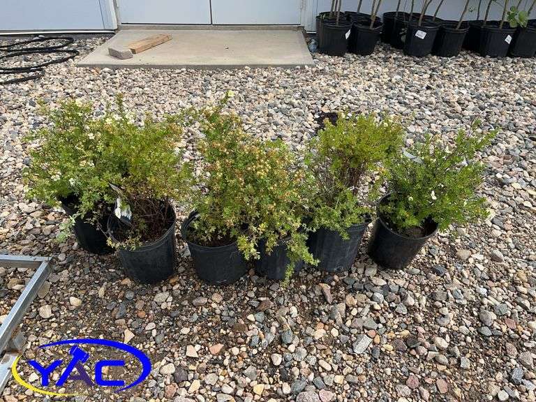 6- McKay's White Potentilla's (BUYER MUST PAY 6X THE BID PRICE)