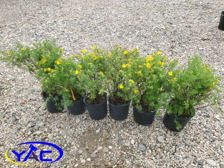 6 - Coronation Triumph Potentilla's (BUYER MUST PAY 6X THE BID PRICE)