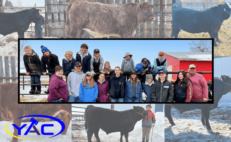 2026 Minitonas 4H Auction